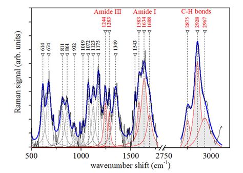 Representative Raman Spectrum Of PDL The Blue Curve Is The Convolution