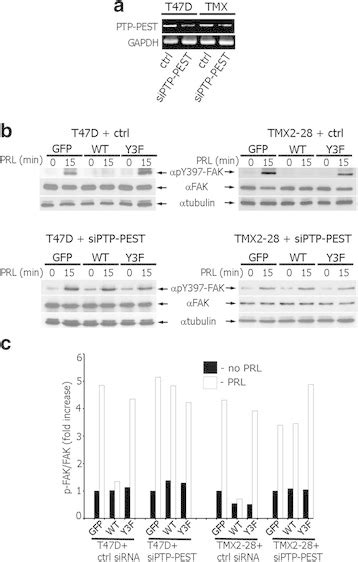 Silencing of tyrosine phosphatase PTP-PEST rescues FAK... | Download ... 