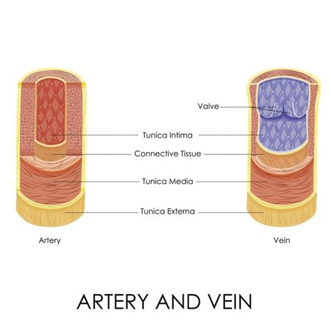 Similarities and Differences Between Arteries and Veins - Facty Health