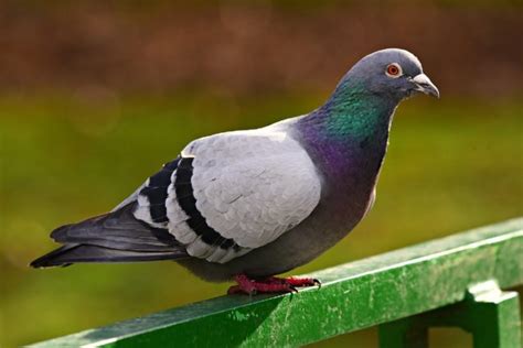 Do Pigeons Make Good Pets Guidance Facts Faqs Pet Keen