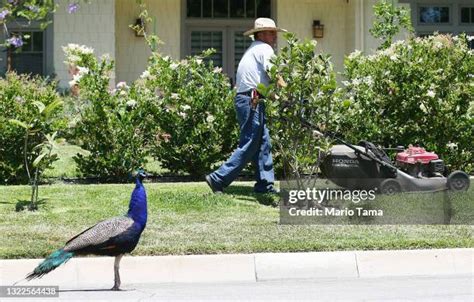 Peacock Images Free Photos And Premium High Res Pictures Getty Images