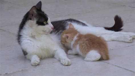 Stepmother Cat Breastfeeding Her Kitten On Concrete Floor 2563372 Stock