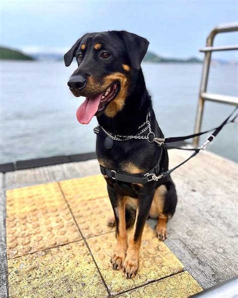 Rottweiler Lab Puppies