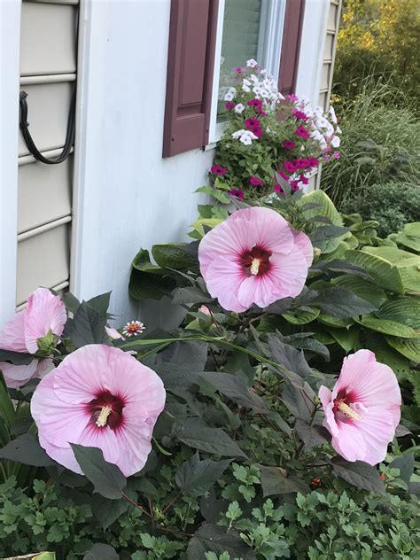 Perennial Hibiscus Pink Perennials Hibiscus Plants