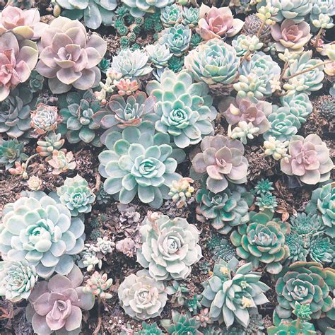 Succulent Aesthetic Wallpapers - Wallpaper Cave