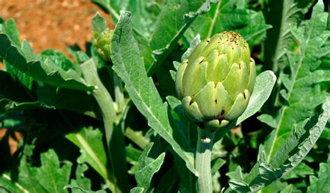 La Alcachofera Maqu Plantas Del Maresme De Calidad