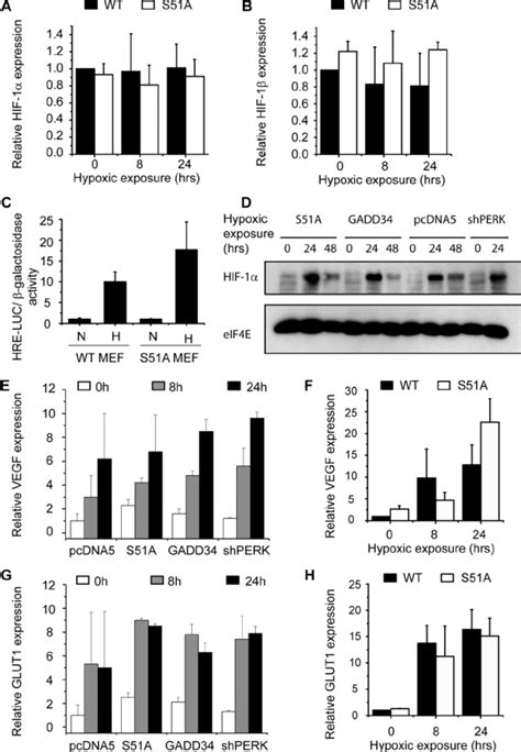 HIF 1 Expression And Activity Does Not Require UPR Signaling Analysis