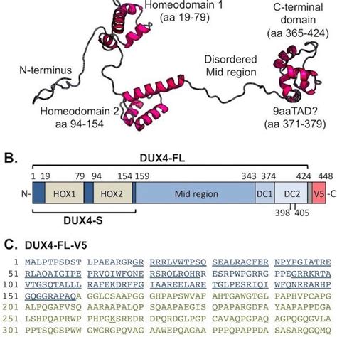 Caspase Devdase Activation By Dux Deletion And Fusion Proteins