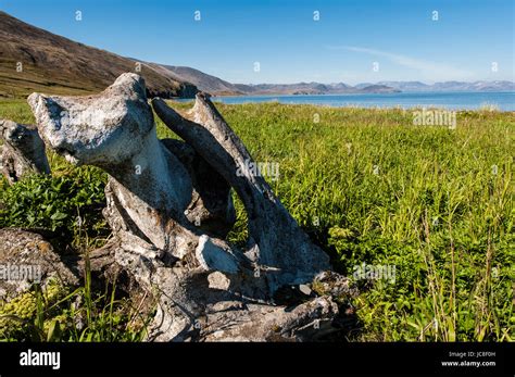 Whale bone alley hi-res stock photography and images - Alamy