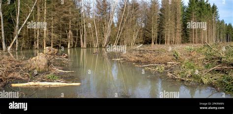 Rea Forestal Deforestada E Inundada En Alemania Despu S De Fuertes