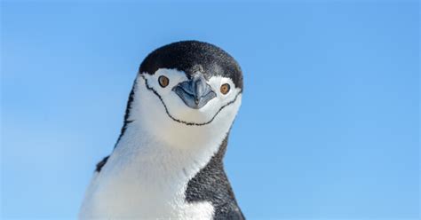 Penguin poop is krilly important to ocean health