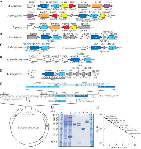 Figure 2 From Identification And Characterization Of D Hydroxyproline