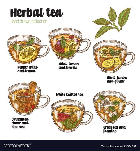 Hand Drawn Various Herbal Tea Recipe For Health Vector Image On Vectorstock Herbal Teas