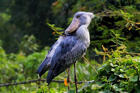 1 Day Mabamba Swamp Birding Tour Uganda From Entebbe Or Kampala