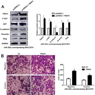 TRAF4 Restoration Reverses The Tumor Suppressive Role Of MiR 302c 3p In