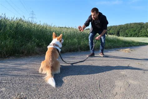 Apprendre le Pas Bouger à son chiot n aura plus aucuns secrets pour vous