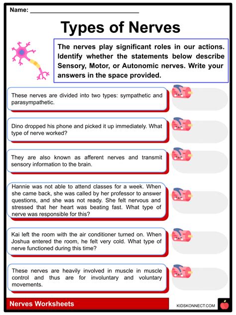 Nerves Worksheets What They Are Types Common Diseases