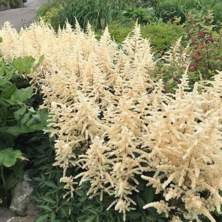 Astilbe Japonica Deutschland Le Chatel Des Vivaces