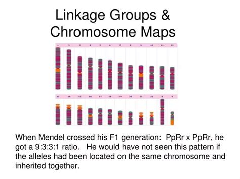 Ppt Linkage Groups And Chromosome Maps Powerpoint Presentation Free