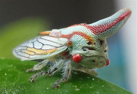 Oak Treehopper Whats That Bug