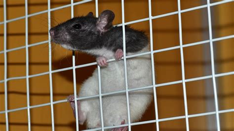 Comment Se Prot Ger Dune Infestation De Rats Conseils Habitat