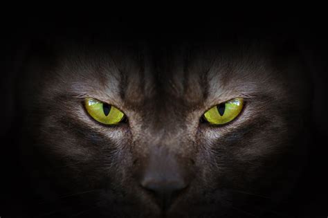 Wallpaper Angry Cat Green Eyes 5256x3497 Gspiros 1599153 Hd