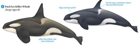 Types Of Killer Whale Guide To Killer Whale Types