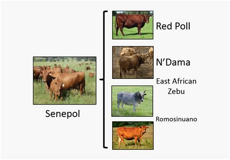 Senepol Data - Crossbreeding Examples , Free Transparent Clipart ...