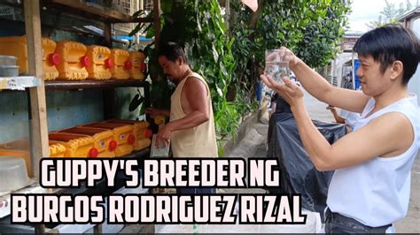 GUPPY S BREEDER NG BURGOS RODRIGUEZ RIZAL Aljerosvlog Fish Guppyfish