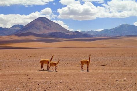 El Desierto De Atacama Como Llegar Que Ver Y Donde Dormir