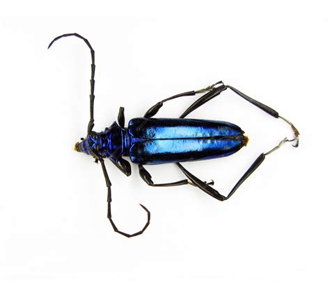 Premium Photo | Blue iridescent beetle isolated on white, mecosaspis