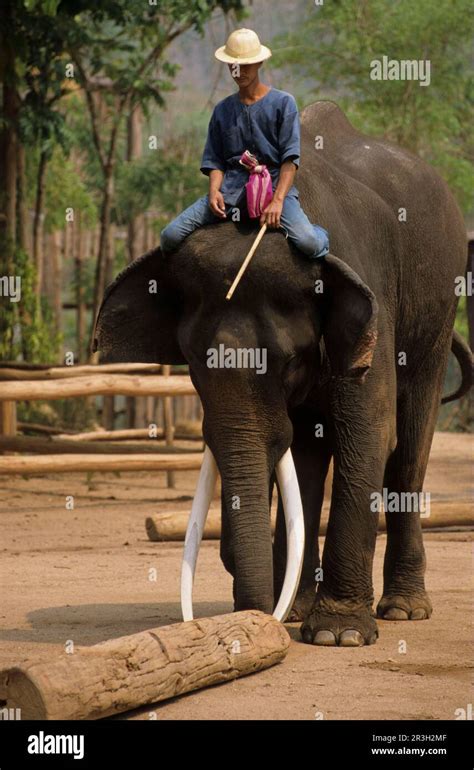 Asian Elephant Indian Elephant Asian Elephants Elephas Maximus