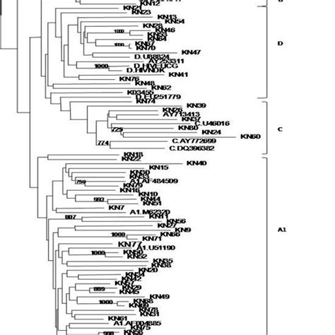 Phylogenetic Tree Of Hiv 1 Pol Rt Sequences From Patients Attending The