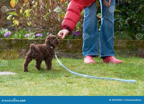 Miniature Poodle Puppy stock photo. Image of pedigree - 38762662