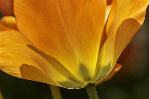 My Pics: Tulip Close Up -2