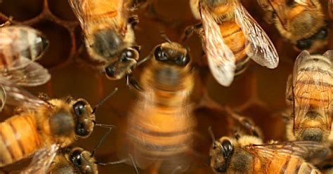 Complex Learned Social Behavior Discovered In Bees ‘waggle Dance