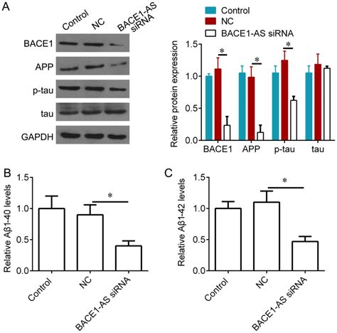 Knockdown Of Bace As By Sirna Improves Memory And Learning Behaviors