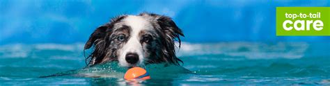 How To Teach Your Dog To Swim Animates Pet Supplies