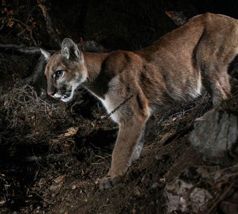 Hungry Cougar – ROBERT MARTINEZ PHOTOGRAPHY