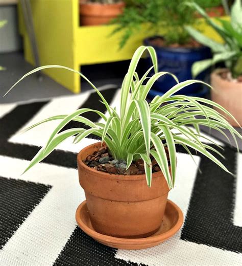 SPIDER PLANT