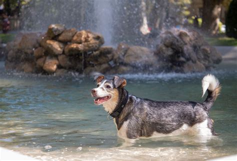 Onda De Calor Como Cuidar Dos Pets Durante As Altas Temperaturas