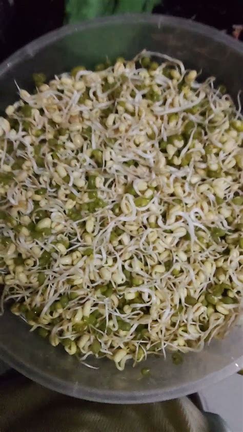 Bean Sprouts Using Paper Towels Beansprout Gardening Diyfo Youtube