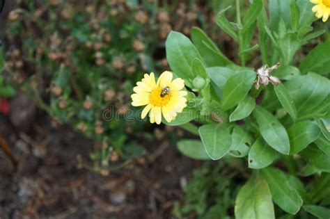 A Mosca Lucilia Sericata Se Senta Sobre As Flores Amarelas De Calendula