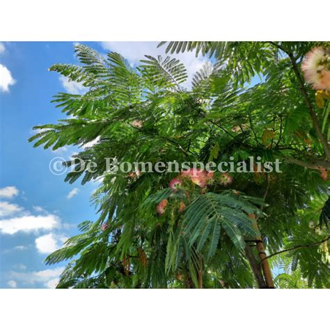 Albizia Perzische Slaapboom Meerstammig Kopen Debomenshop Nl