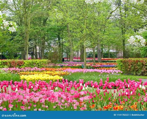 Spring Flowers in a Park stock photo. Image of multi - 114178222