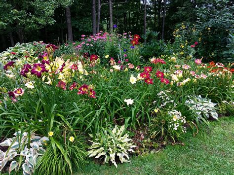 Daylily Gardens From Across The Country Daylily Garden Garden