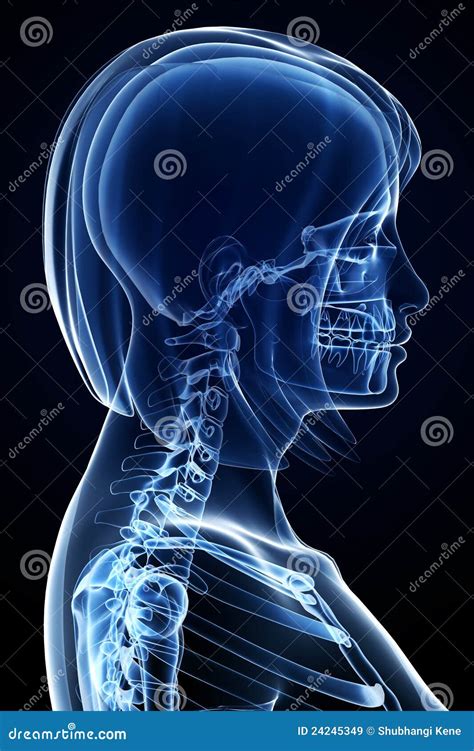 Anatomy of the Female face stock illustration. Illustration of icon - 24245349