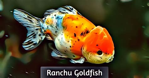 Ranchu Goldfish Care Auquarium Fish Keepers