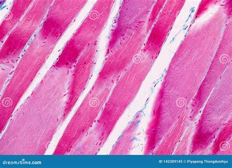 Skeletal Muscle Tissue Microscope