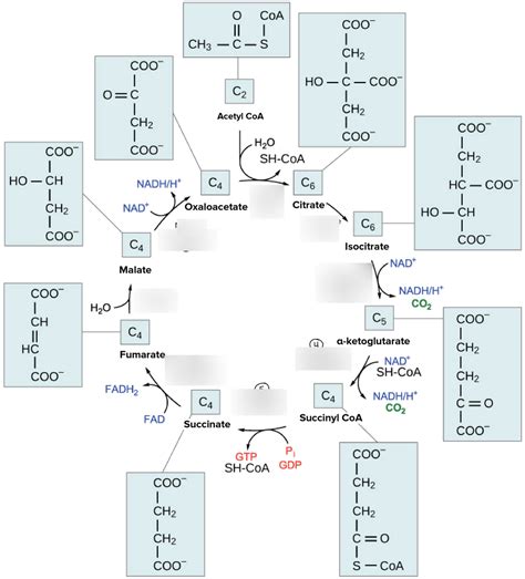 Citric Acid cycle enzymes Diagram | Quizlet